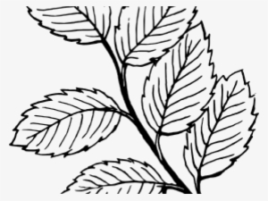 Jungle Leaves Cliparts - Leaves Black And White Coloring