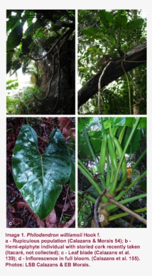 Image004 - Jungle