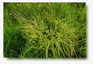 Wetlands - - Sweet Grass