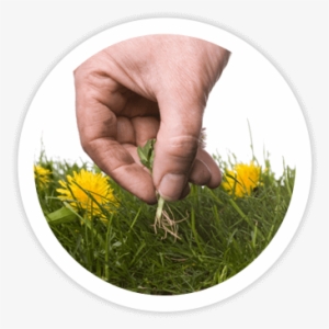 Landscape Cleanups - Abrock Pest Management