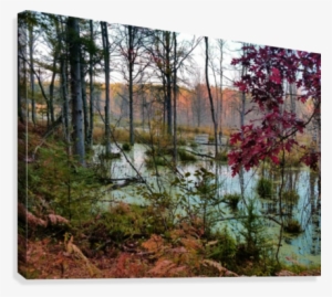 Quiet Wetland Canvas Print - Riparian Forest