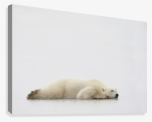 polar bear laying down canvas print - polar bear