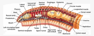 Download Internal Anatomy Of An Earthworm Clipart The - Inside A Termite Queen