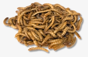 Live Mealworms 10,000 Pack - Mealworm
