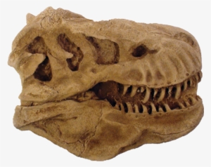 T Rex Head Paper Weight - Skull