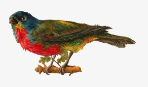Best Pet Birds Images Birds Baby - Transparent Birds Victorian