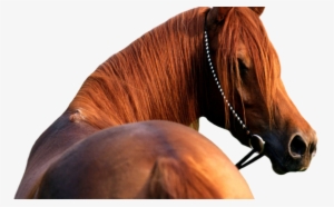 Download - Horse Head Transparent Background