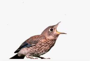 House Wren