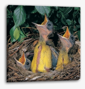 Baby Birds On Canvas - Bokmakierie