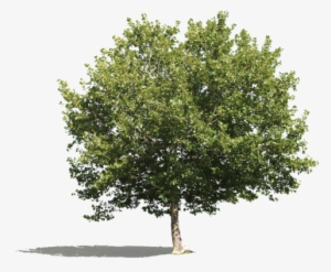 Platanus Occidentalis Iv - Oak Tree No Background