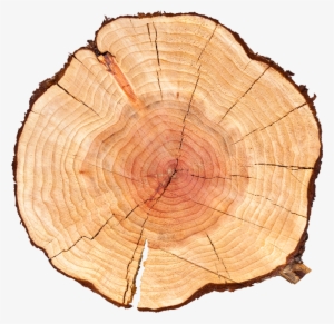 History - Tree Log
