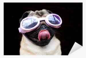 Pug With Goggle