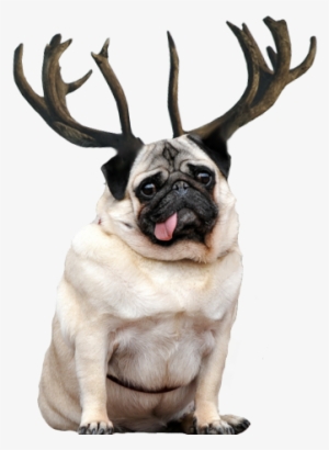 Reindeer Antlers Png Tumblr - Fat And Thin Animals