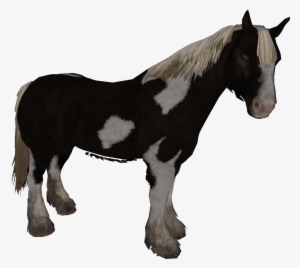 File Size - Skyrim Horse Types