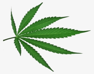 Free Cannabis Leaf Png - Marijuana Leaf