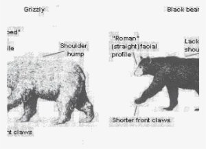 Polar Bear Clipart Brown Bear - Bear