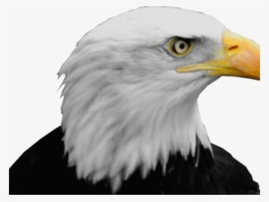 Bald Eagle Png Transparent Images - Sun And Eagle High Resolution