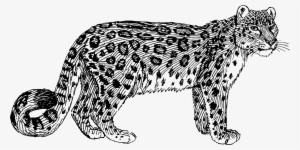 Big Image - Snow Leopard Clipart Black And White