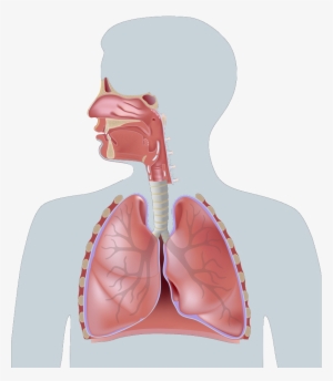 Pari Product Finder - Human Respiratory System Parts And Function