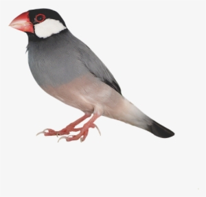 Sparrow Bird Png Photo - Birds Transparent Png