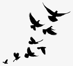 Jiminey Kricket Exterminating Bird Control - Silhouettes Of Birds Flying