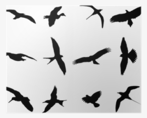 Birds Silhouette Collection - Bird Silhouette