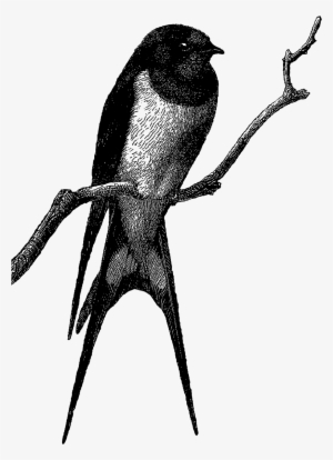 Vintage Bird Artwork Illustration Downloads - Barn Swallow Clip Art