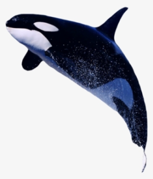 killer whale png transparent images - killer whale transparent