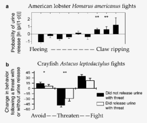3 lobsters and crayfish may hide chemical cues of aggression - lobster