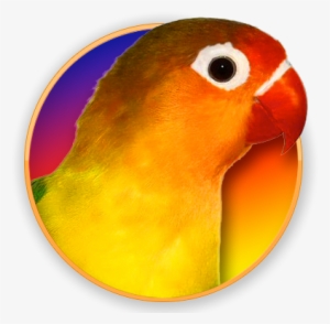 Lovebirds - Lovebird