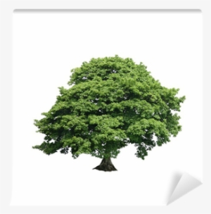 Sycamore Tree White Background