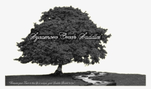 Sycamore Creek Saddles - Sycamore Tree