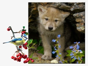 Explore Big Bad Wolf, Wolf Puppies, And More - Wolf Cubs Playing