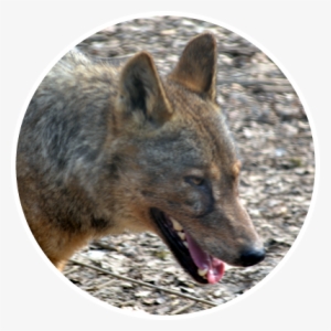 Iberian Wolf Png