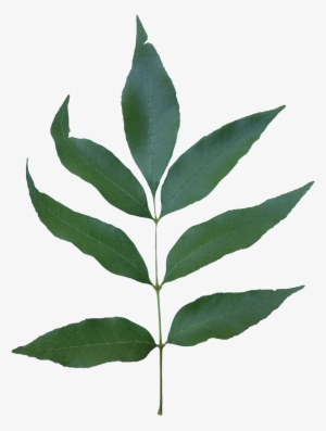 Compound - White Ash Leaf Transparent