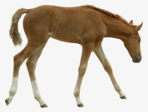 British Horse Breeding Network Foal - Horse