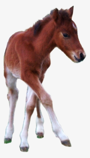 Horse Foal Png