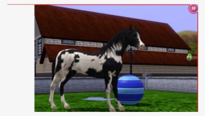 Dusk - Stallion