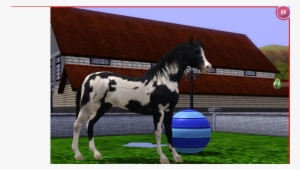 dusk - stallion