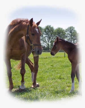 Every Foal At Bruers Horses Is Of High Quality - Sorrel
