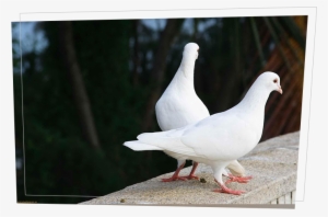 Doves - Love Birds Images Hd