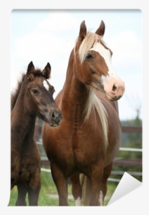 Brown Mare With Long Mane Standing Next To The Foal - Bed Sheet