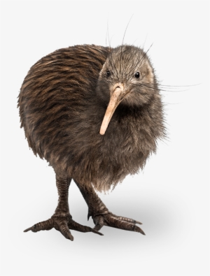 New Zealand Kiwi Bird - Kiwi Bird