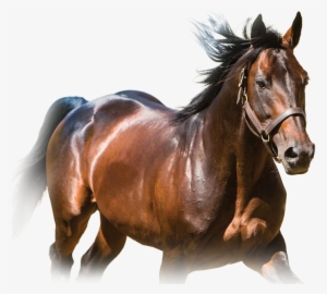 Foals O - S - S - And Breeders Crown Eligible Loyalty - Tara Hills Stud Ltd