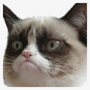 Photo - Grumpy Cat Postcard Book: 30 Postcards Unlimited Frowns