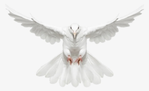 White Dove Clipart Fire Png - Transparent Background Dove Png Hd