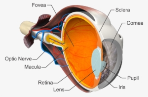 Many People Have Typical Or Common Eye Concerns Or - Human Body