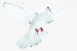 Southbay Lullabye - White Dove