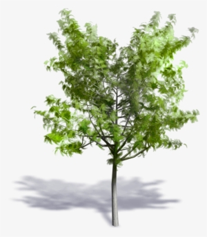 Generic Summer Tree - Swamp Maple