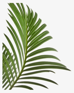 Your First Time Is Always Free - Palm Leaves Isolated